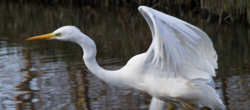 Zilverreiger